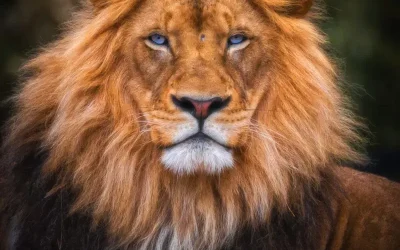 szolgaltatasok_vezetofejlesztes szolgaltatasok_vezetofejlesztes